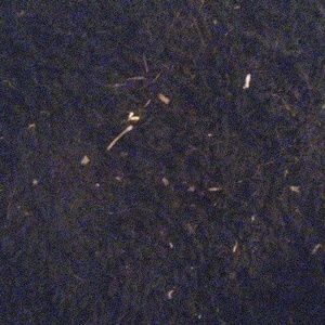 Meet your Posher, Dani